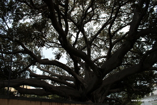 Ficus Scuola Superiore